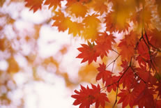 autumn Leaves